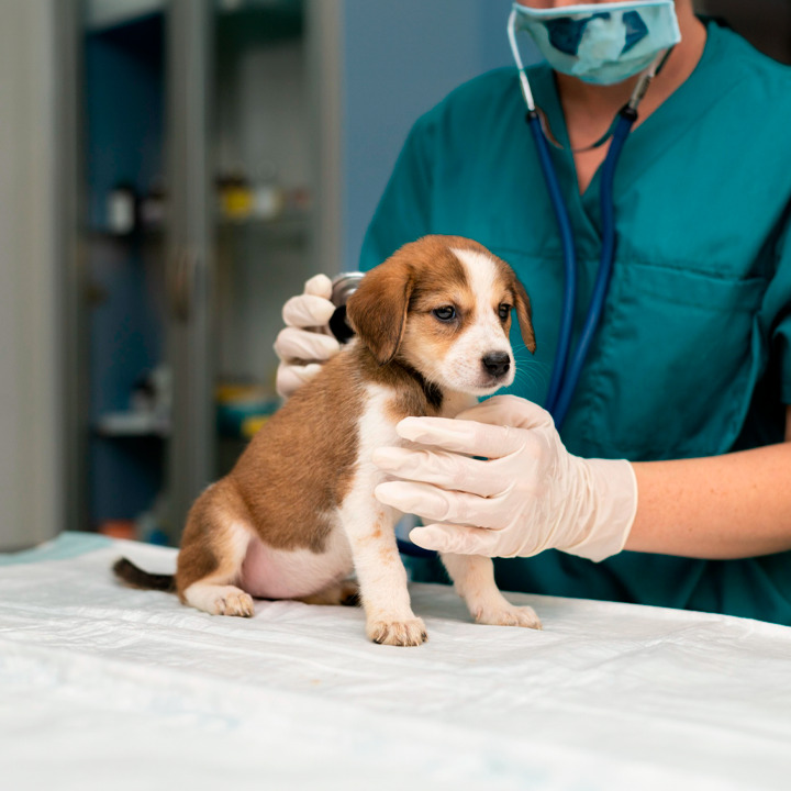 Veterinaria Ecotec